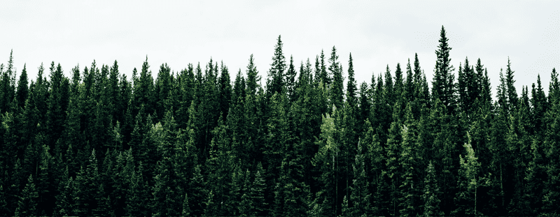 Forest-canada-psb
